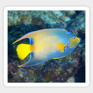 Queen Angelfish Sticker